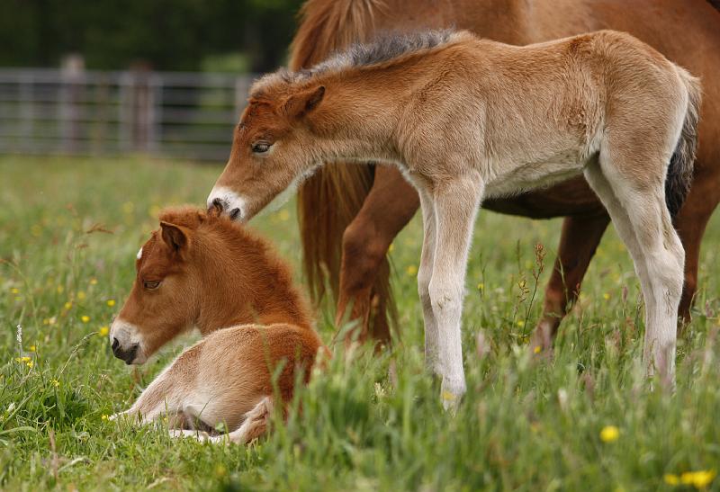Heidmoor Fohlen Mai 2009 (5).jpg